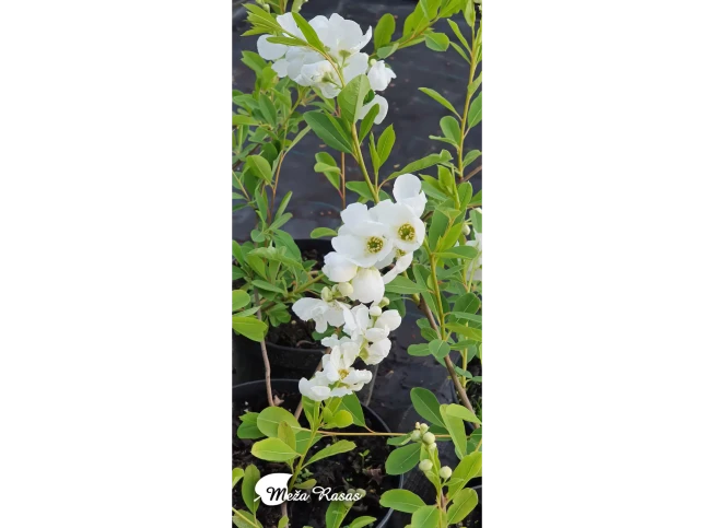 Exochorda × macrantha   'The Bride'